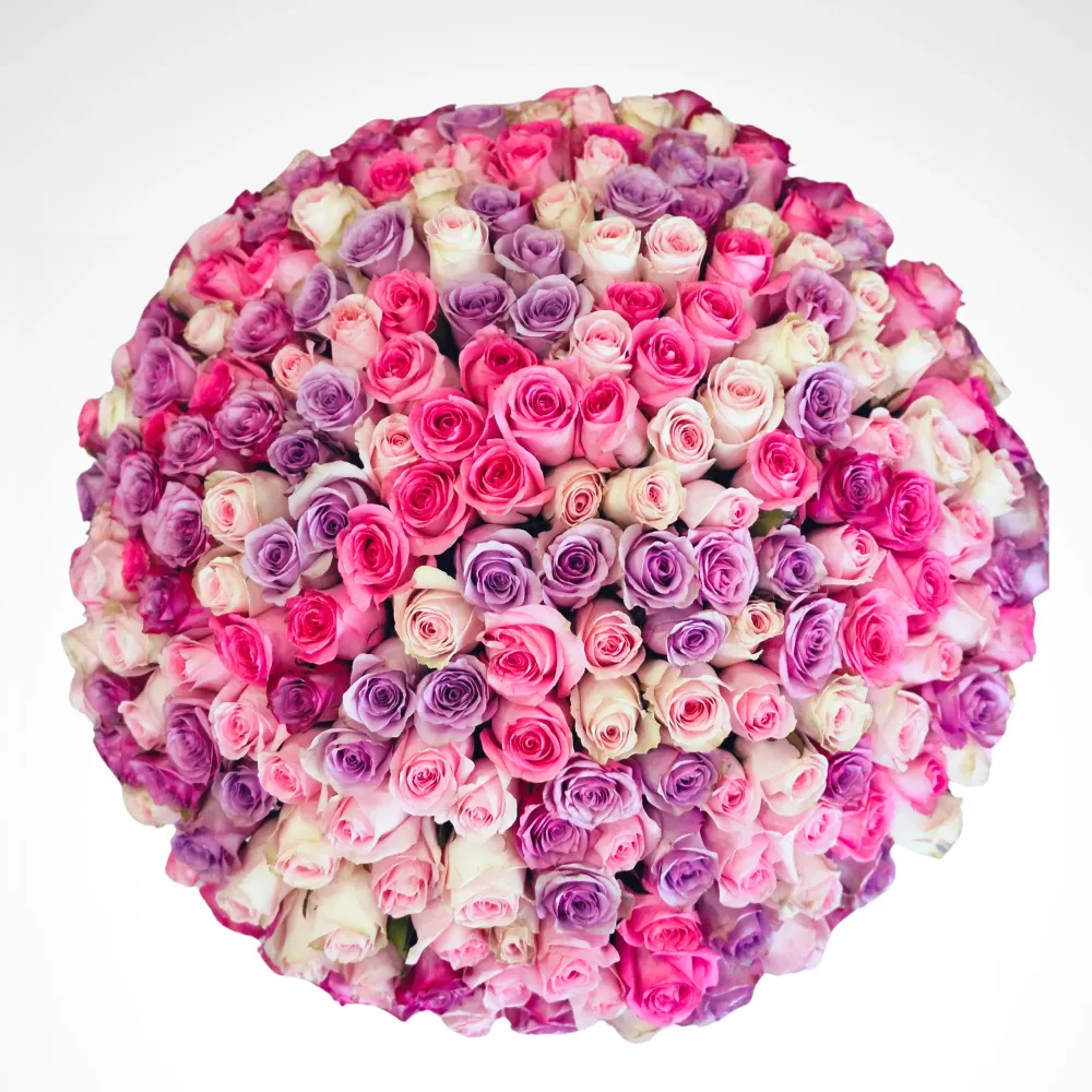 Song of Nature - 230 Mix Roses