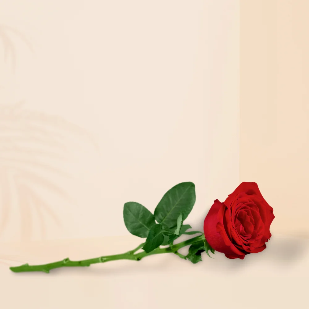 Single Rose (Set of 10 Stems ) - Lemeridien Riyadh