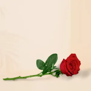 Single Rose (Set of 10 Stems ) - Lemeridien Riyadh