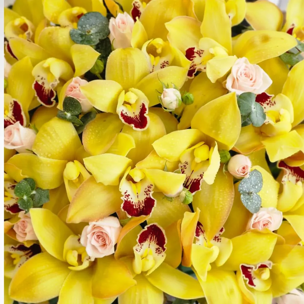 Yellow Cymbidium Flare