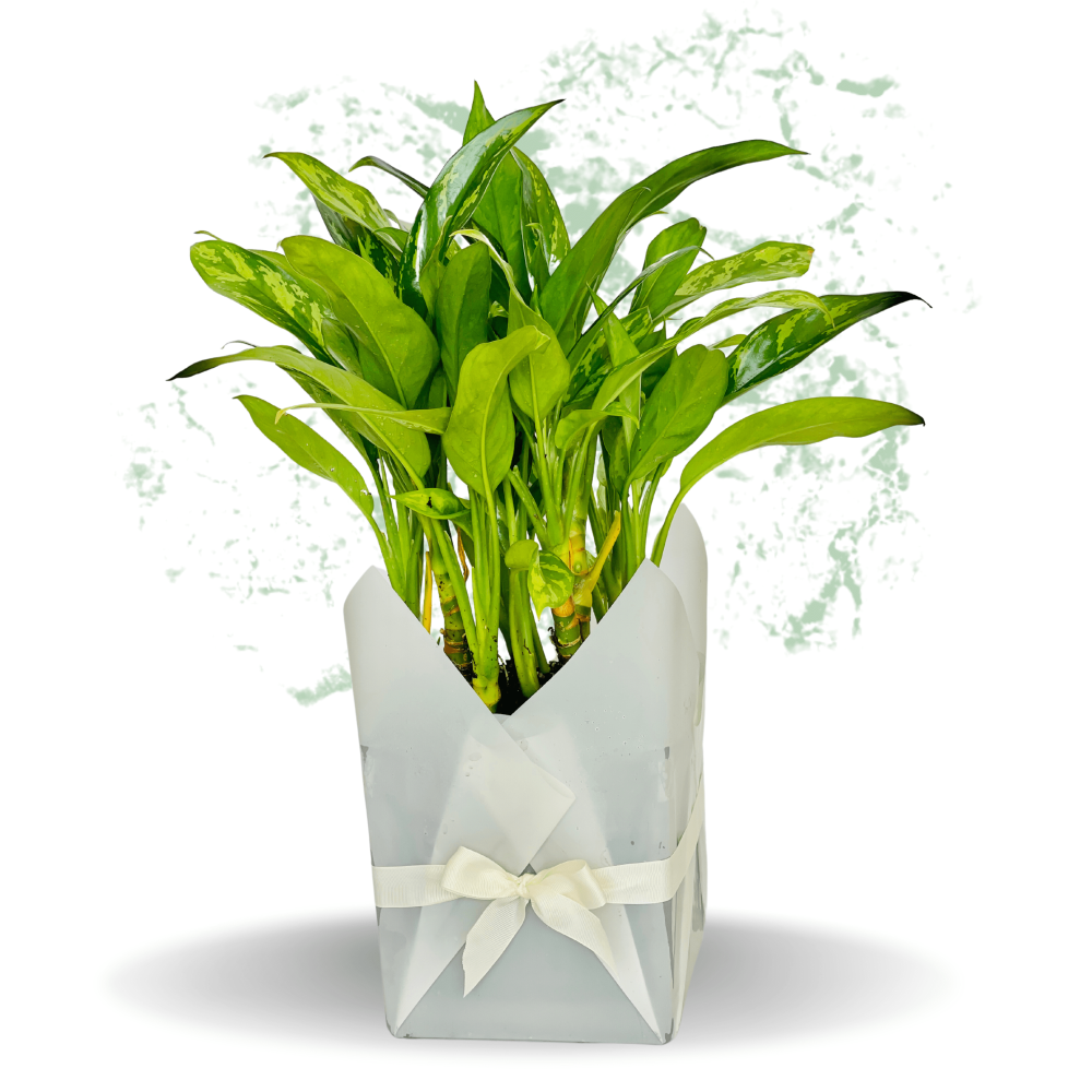 Peace Lily - Fresh Plant