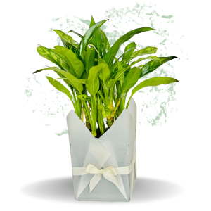 Peace Lily Plant - Fresh Natural Plant