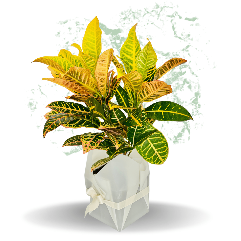 Croton Petra