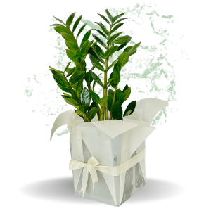 Zamioculcas Zamiifolia Plant