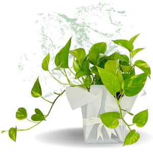 Money Plant - Fresh Natural Plant