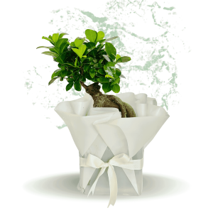 Ficus Bonsai -  Fresh Natural Plant