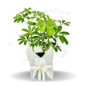 Boxwood Buxus – Fresh Plant