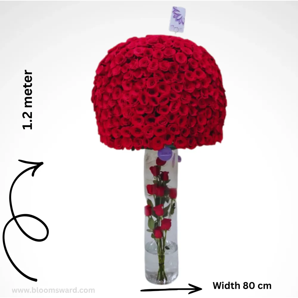 Our Journey -  Massive 600 Rose