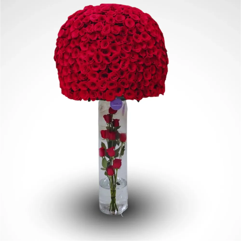 Our Journey -  Massive 600 Rose