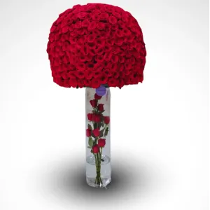 Our Journey -  Massive 600 Rose