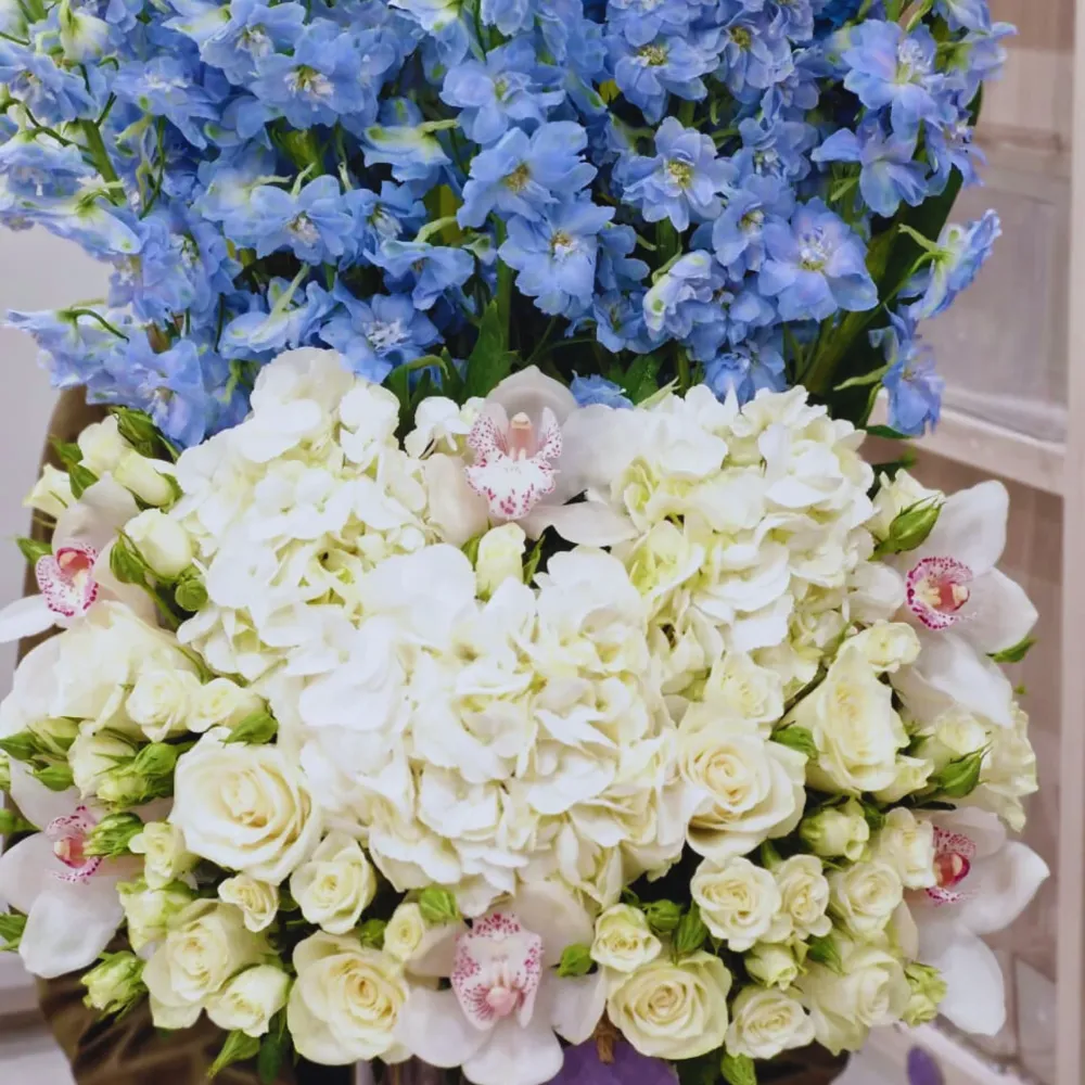 Shining Delphinium