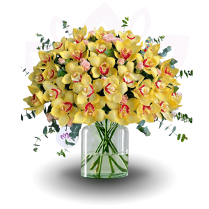 Yellow Cymbidium Flare