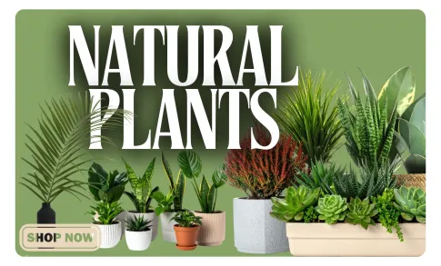 Indoor Plants