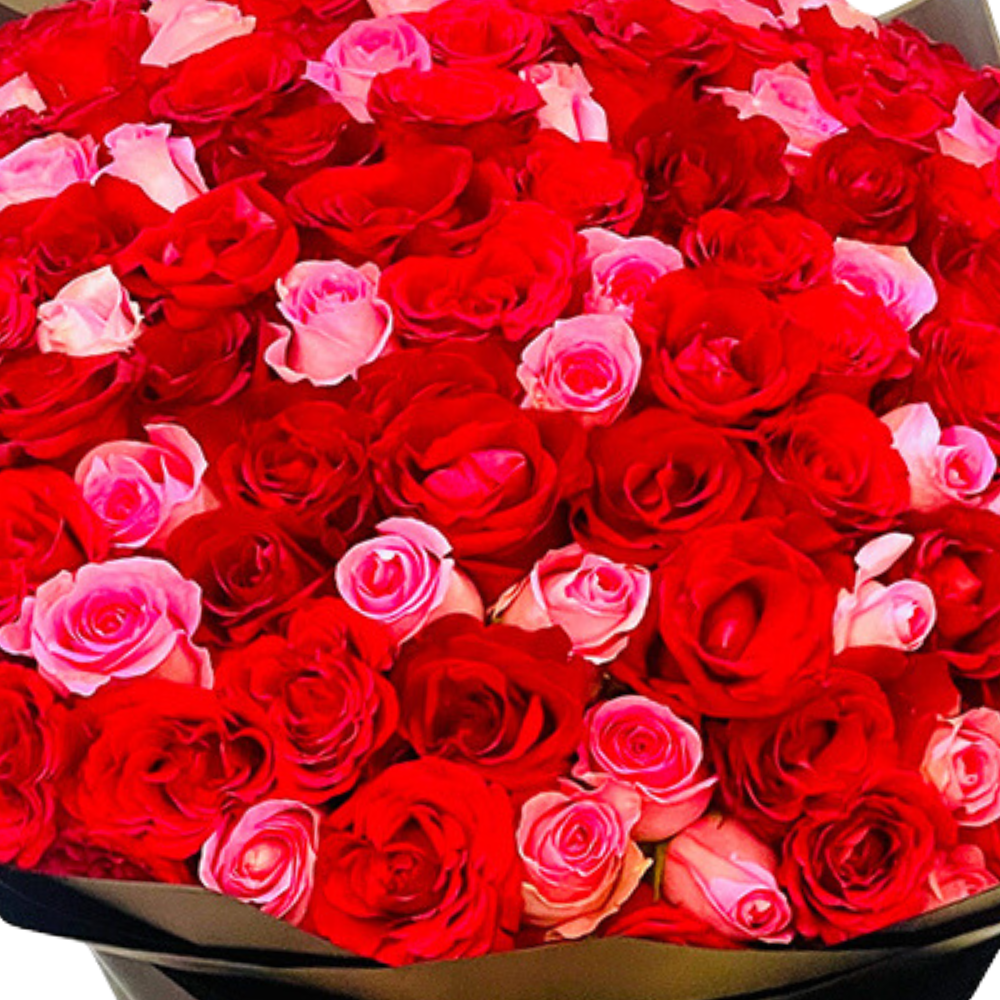 Vibrant Red - 100 Rose