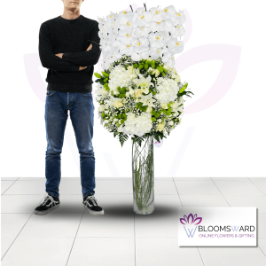 Evergrande - Phalaenopsis Beauty