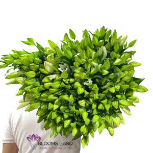 Mix Oriental lily - 50 Stems