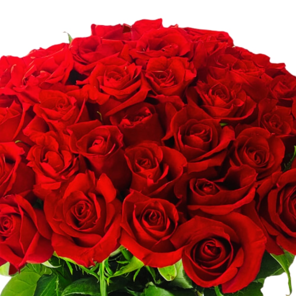 Romantic Us! - 40 Rose