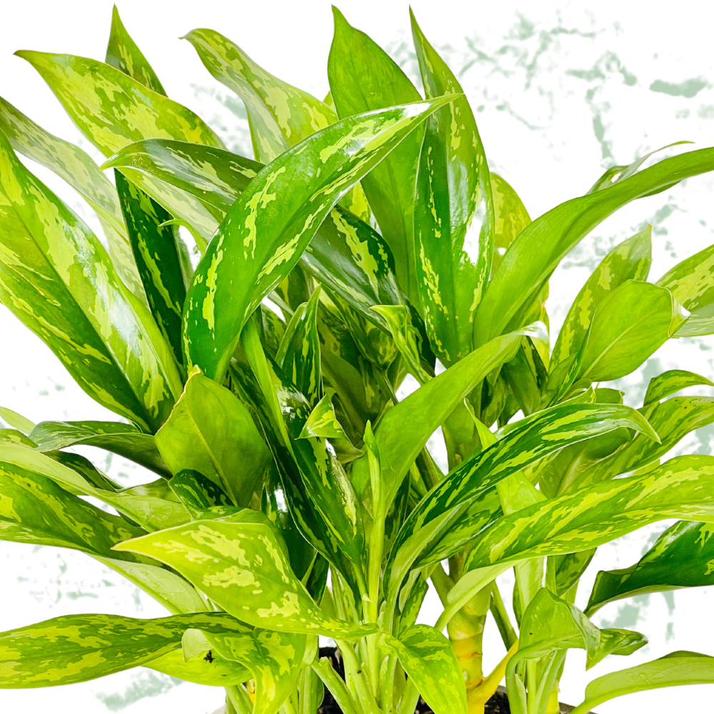 Peace Lily - Fresh Plant