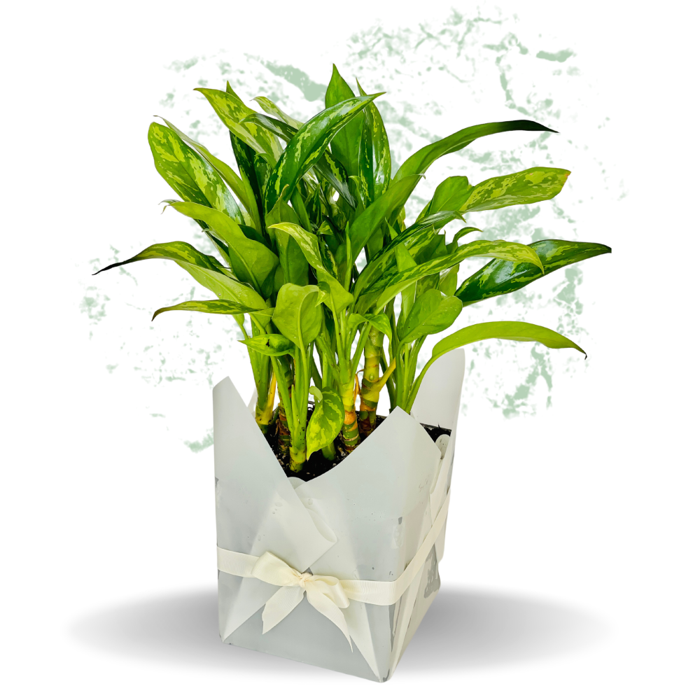 Peace Lily - Fresh Plant