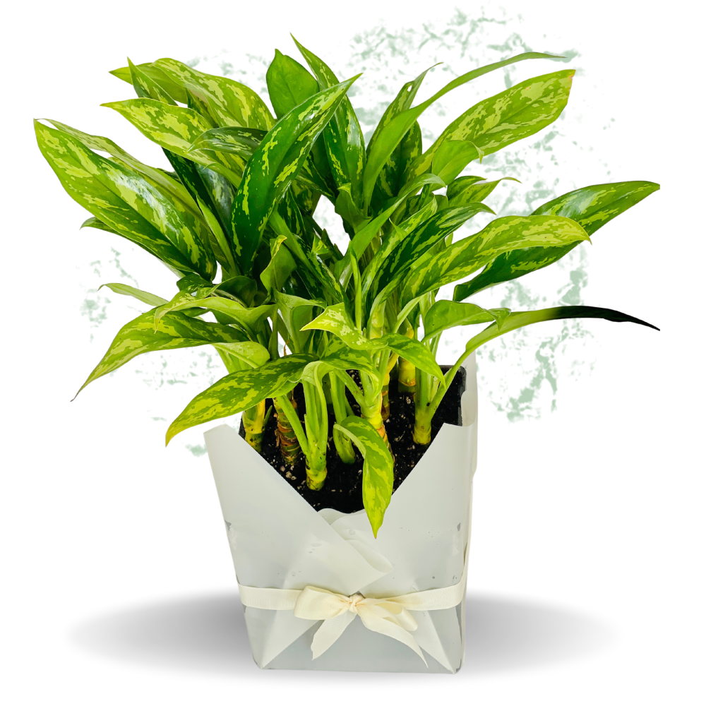 Peace Lily - Fresh Plant