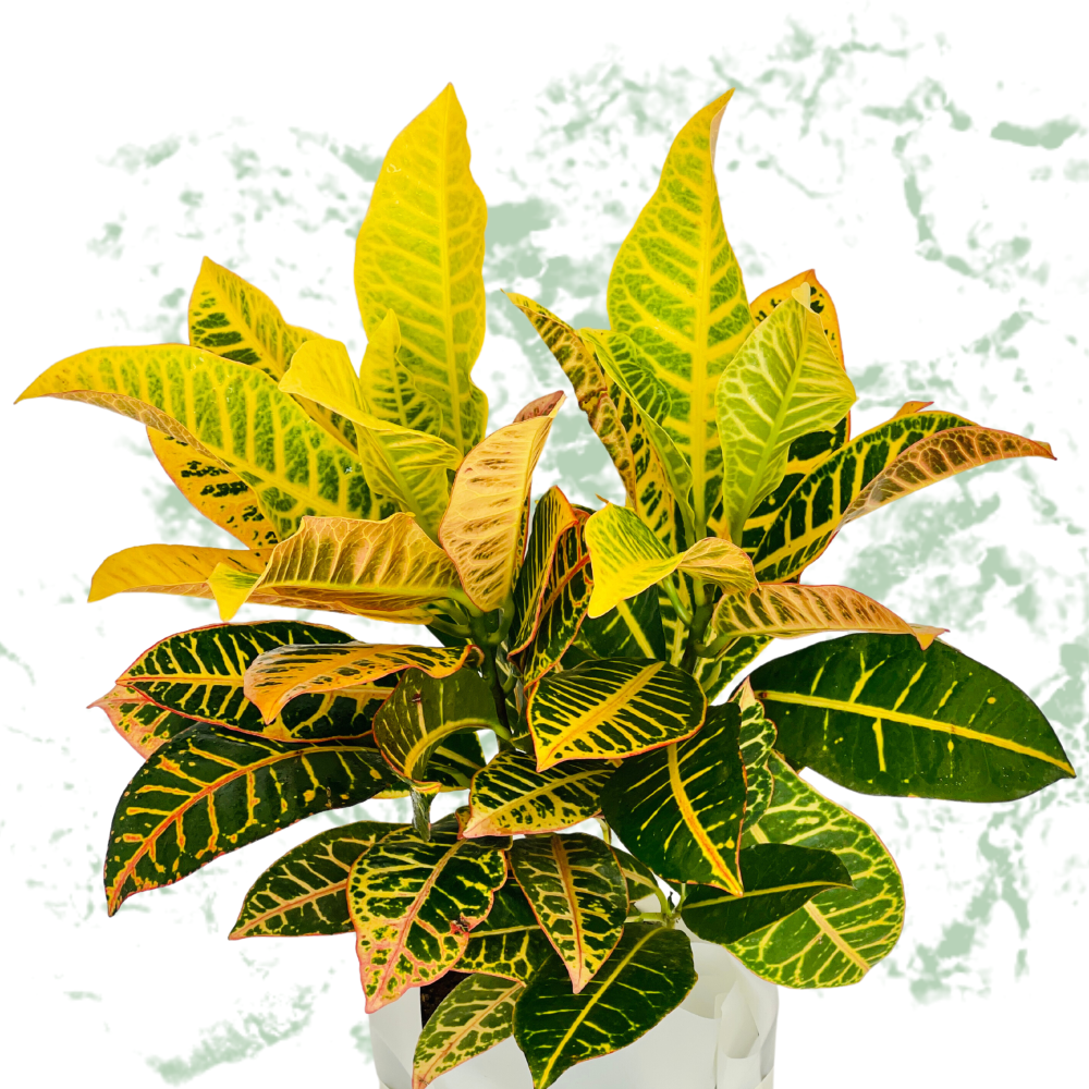 Croton Petra