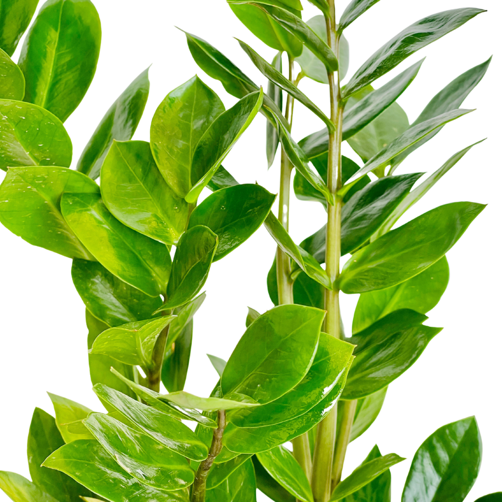 Zamioculcas Zamiifolia Plant