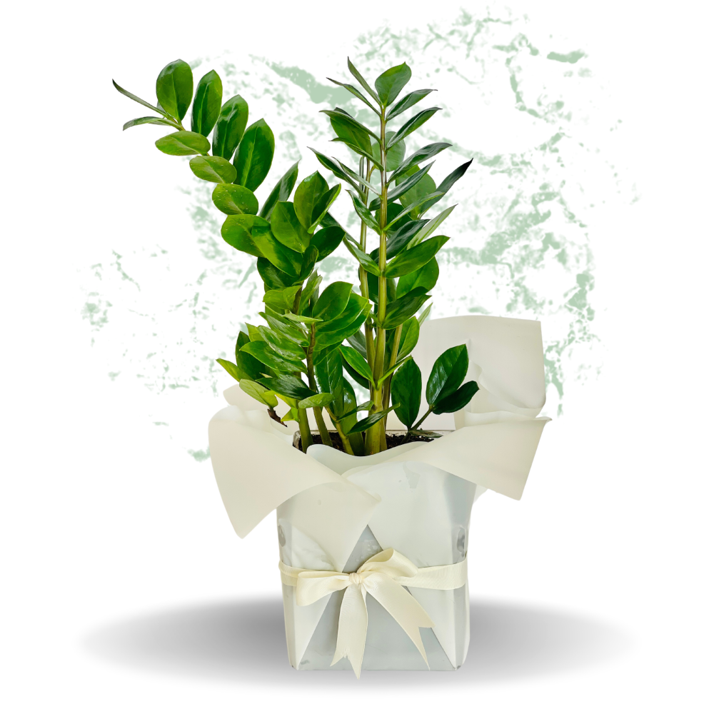Zamioculcas Zamiifolia Plant