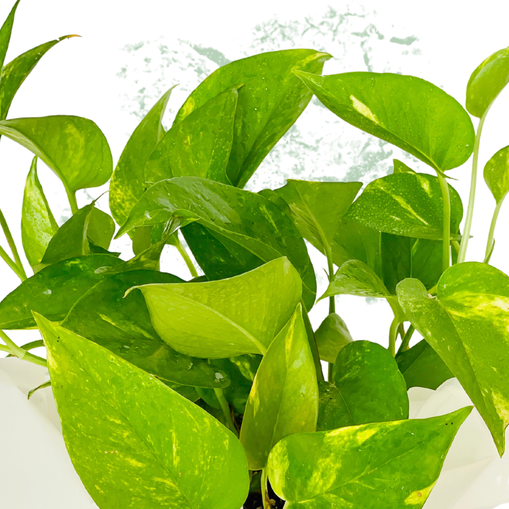Money Plant - Fresh Plant