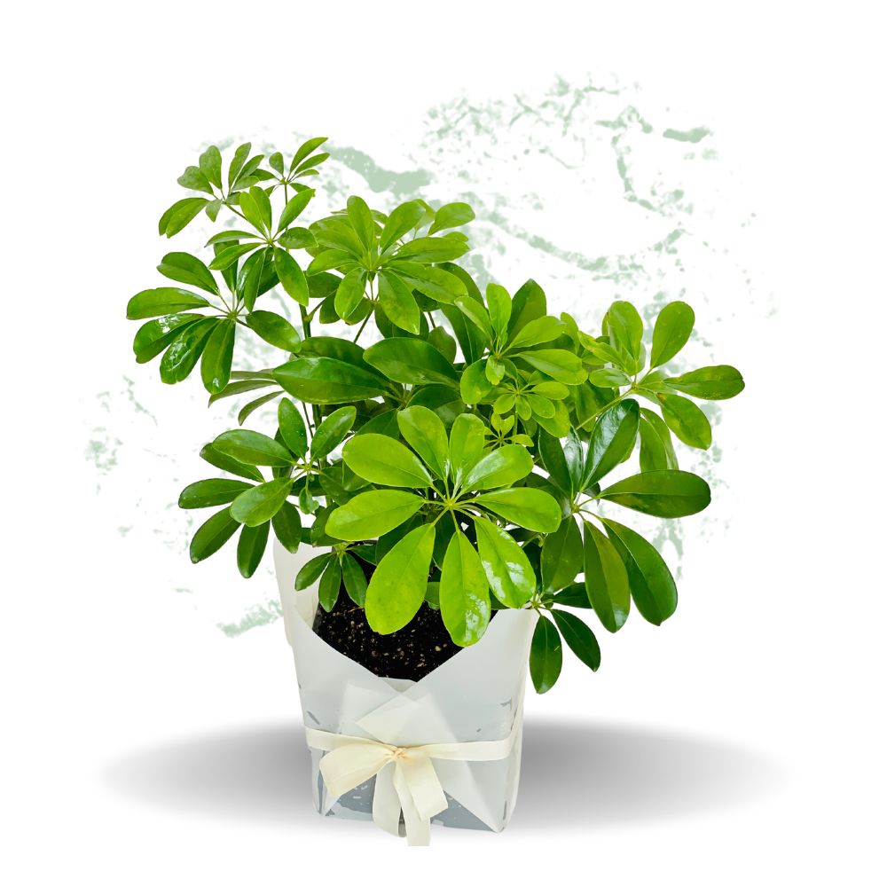 Boxwood Buxus – Fresh Plant