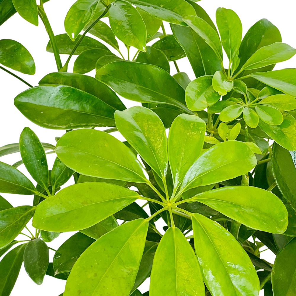 Boxwood Buxus – Fresh Plant