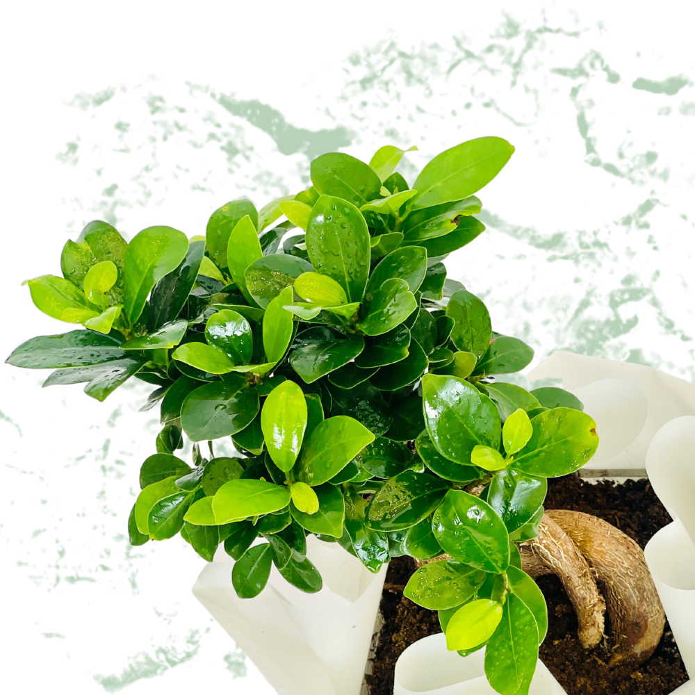 Ficus Bonsai -  Fresh Plant