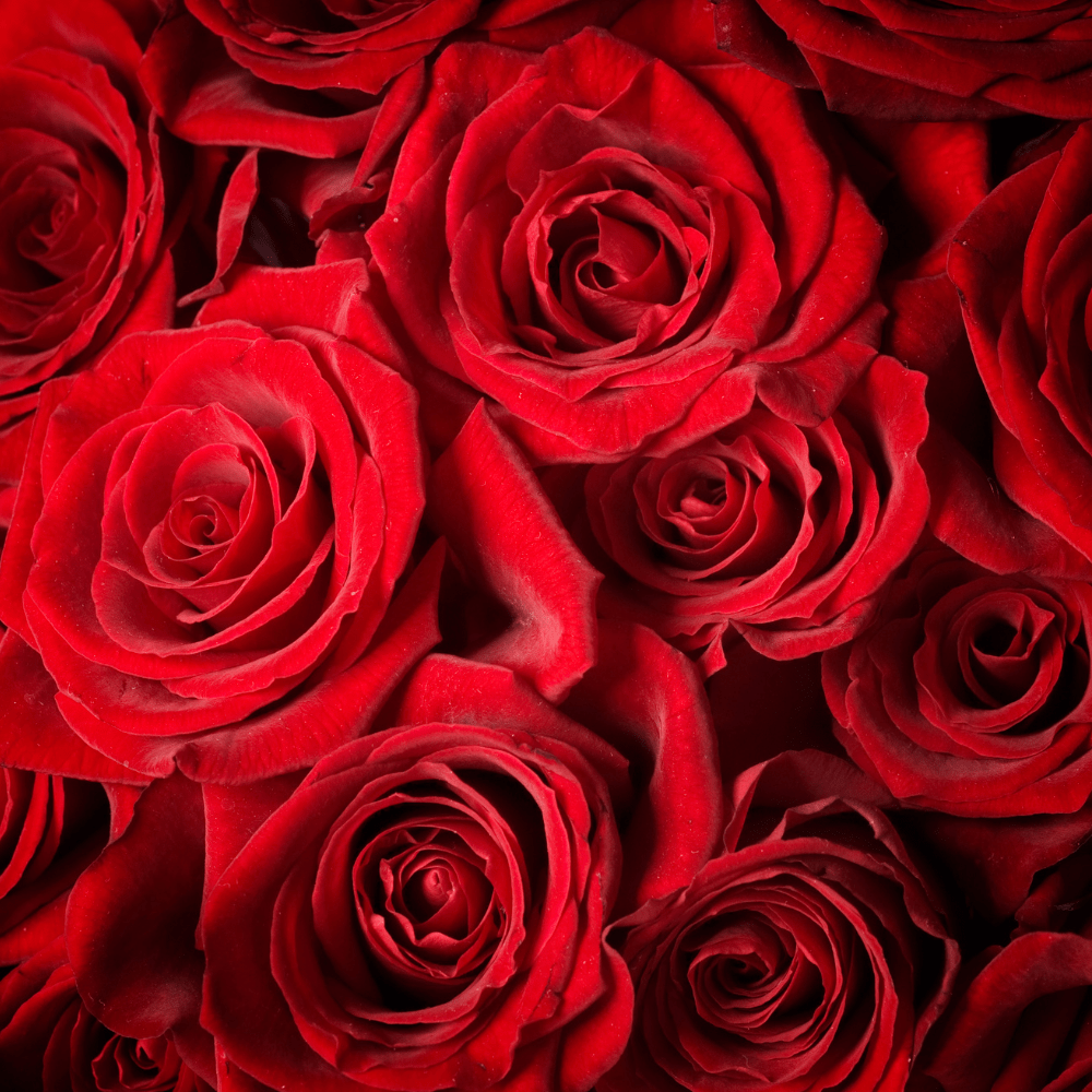 You & Me -  One Dozen Rose