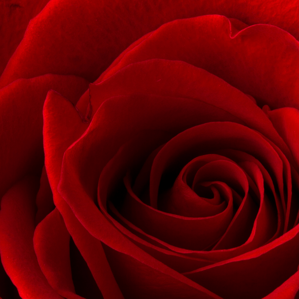 You & Me -  One Dozen Rose